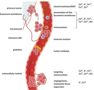 Alterations of Ion Homeostasis in Cancer Metastasis: Implications for Treatment